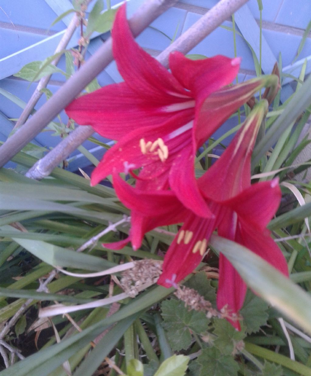 Fiore Rosso: ibrido di Hippeastrum sp. (Amaryllidaceae)