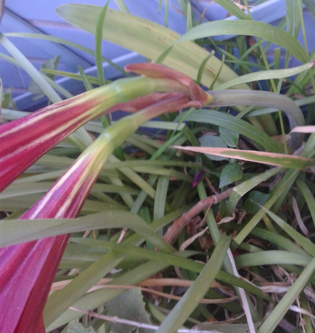 Fiore Rosso: ibrido di Hippeastrum sp. (Amaryllidaceae)