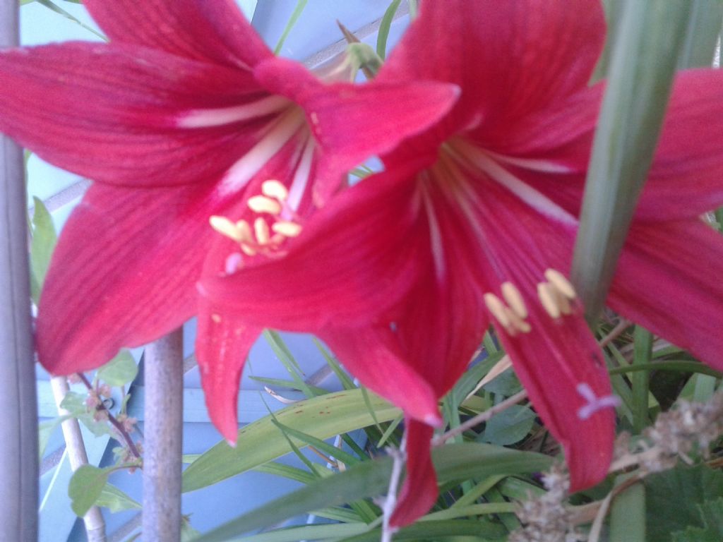 Fiore Rosso: ibrido di Hippeastrum sp. (Amaryllidaceae)