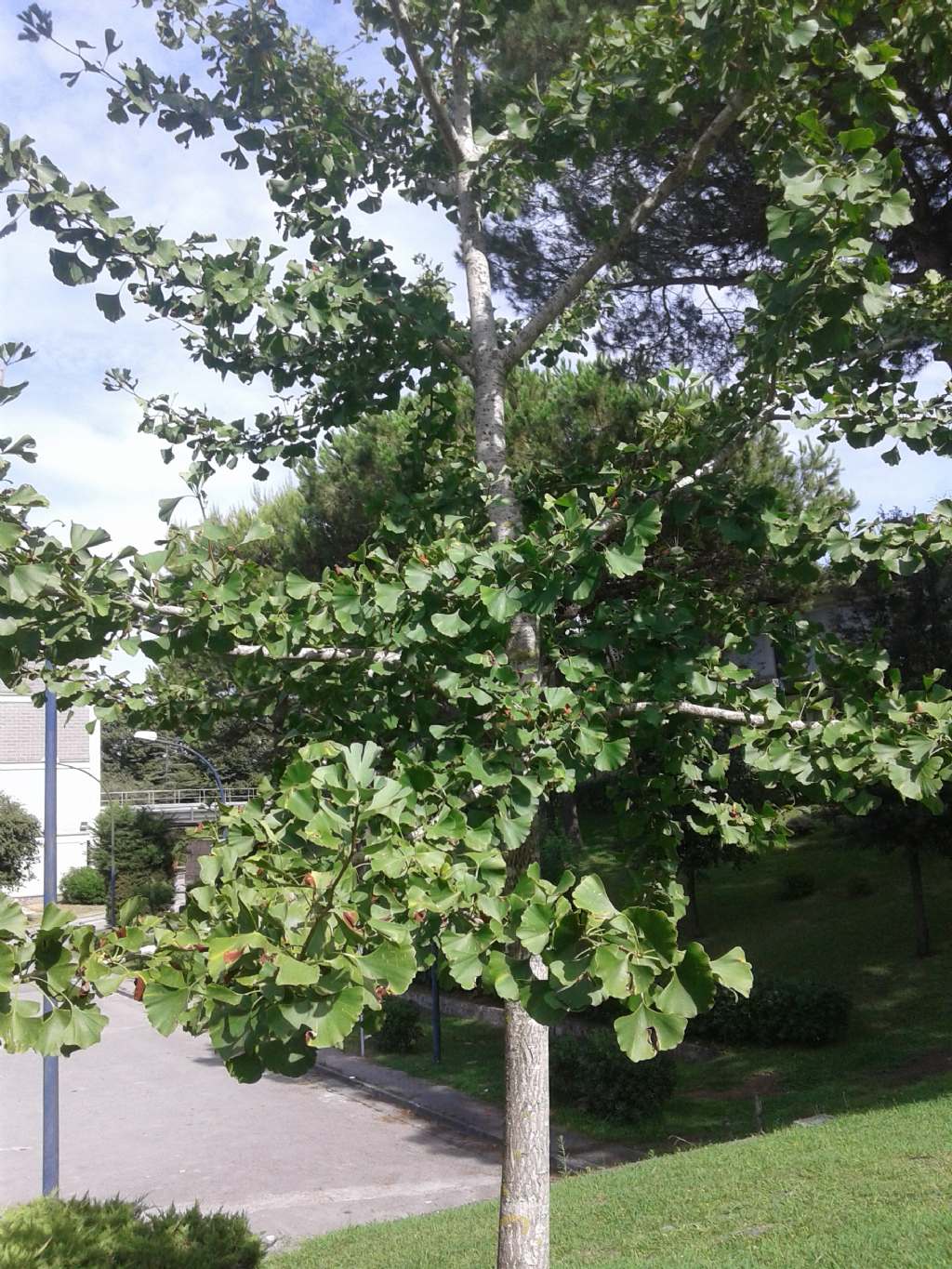FOGLIE A VENTAGLIO - Ginkgo biloba L. (Ginkgoaceae)