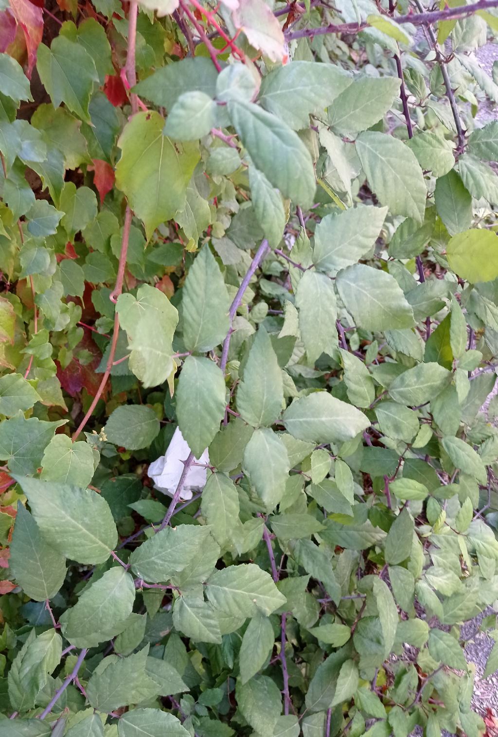 Pianta spinosa:  Rubus sp. (Rosaceae)