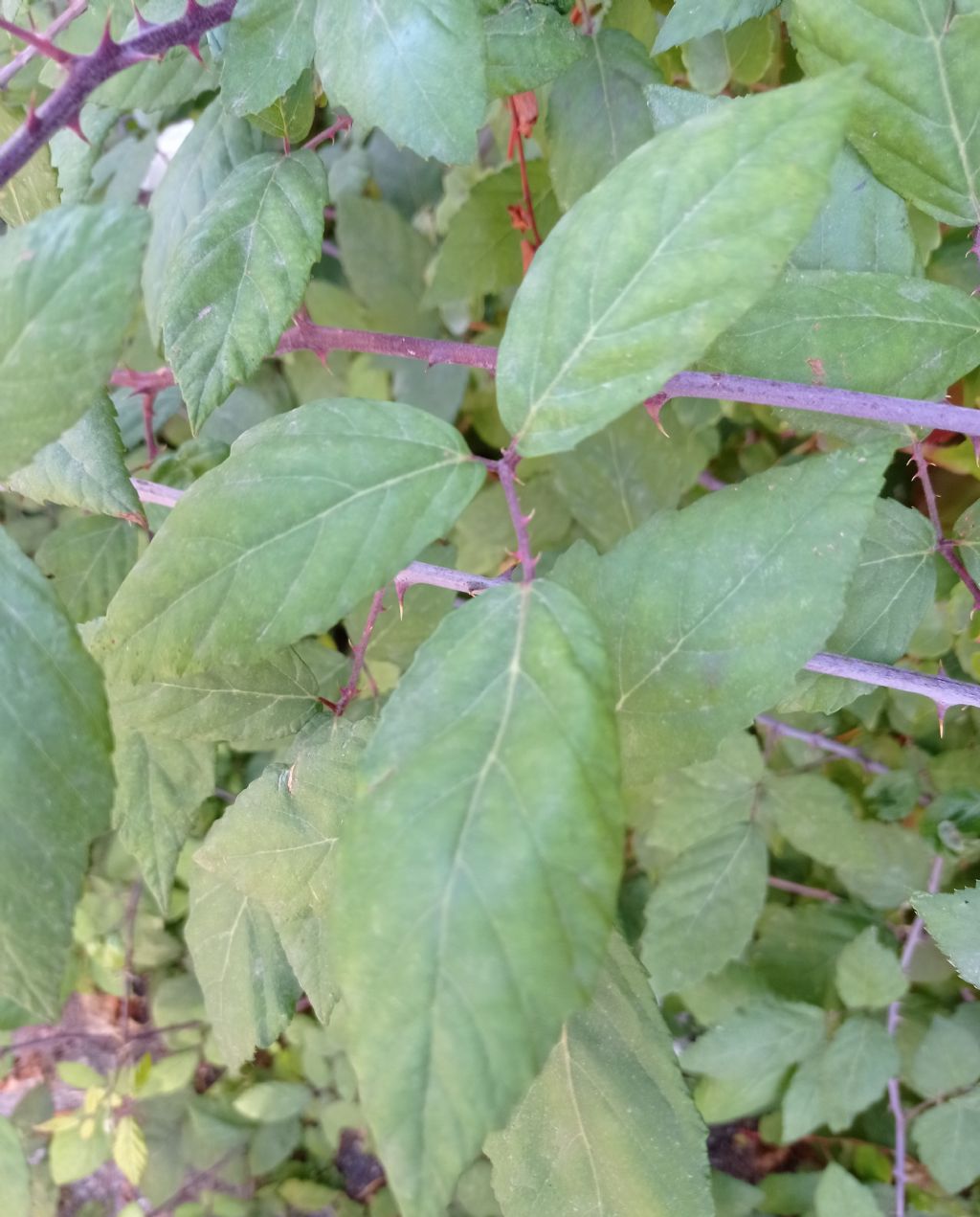 Pianta spinosa:  Rubus sp. (Rosaceae)