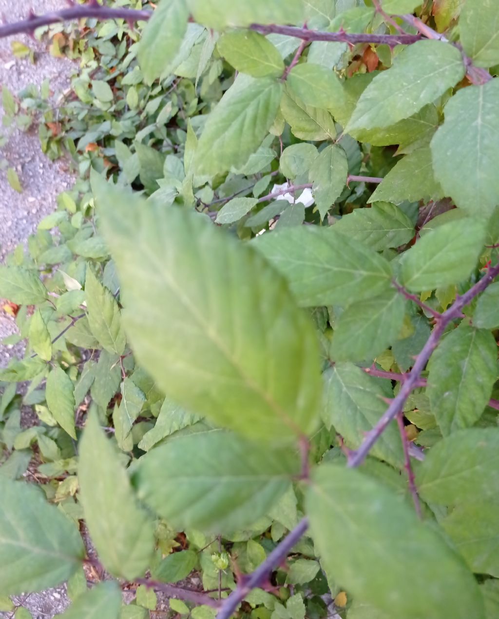 Pianta spinosa:  Rubus sp. (Rosaceae)