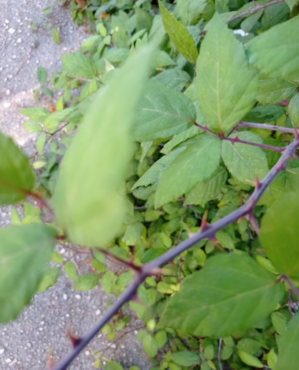 Pianta spinosa:  Rubus sp. (Rosaceae)