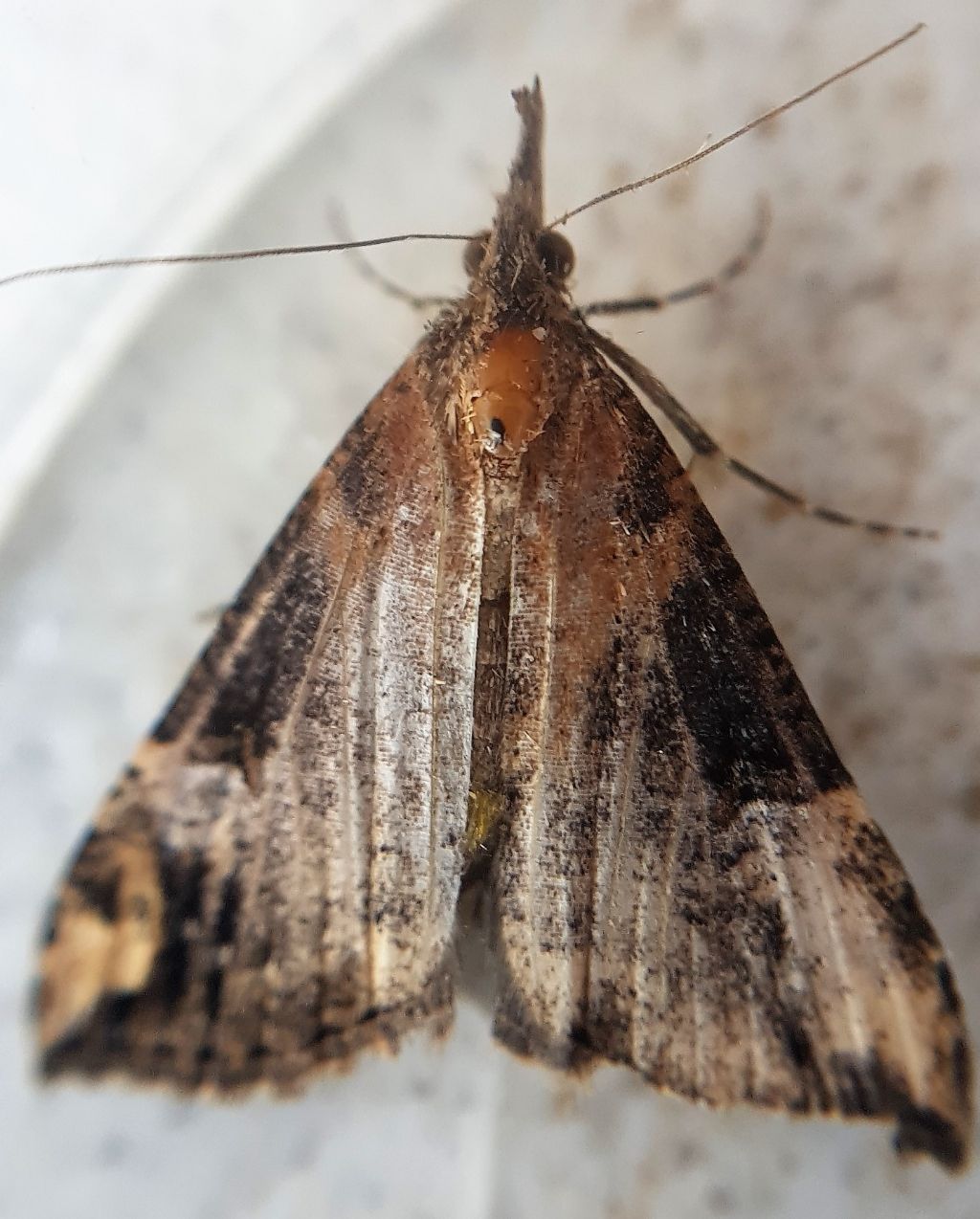 Hypena obsitalis (Erebidae)