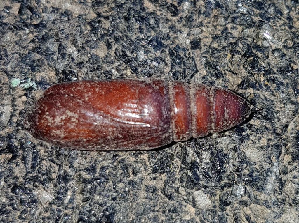 Pupa da identificare