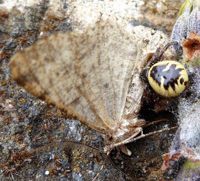 Geometridae : cfr. Peribatodes rhomboidaria