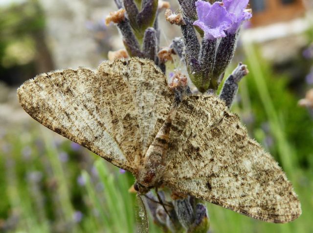 Geometridae : cfr. Peribatodes rhomboidaria