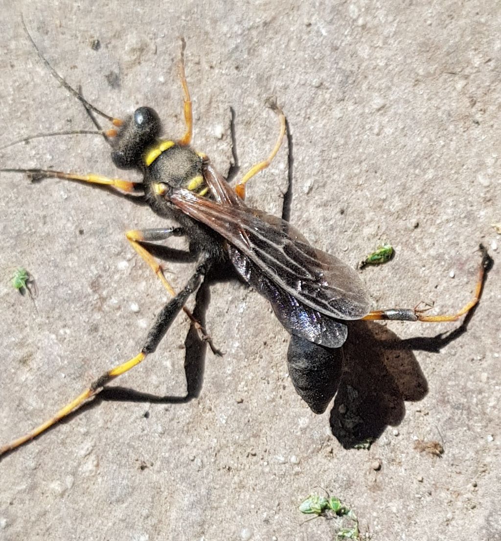 Hymenoptera da identificare: Sceliphron caementarium - Pantelleria