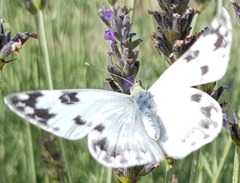 lepidottero da identificare