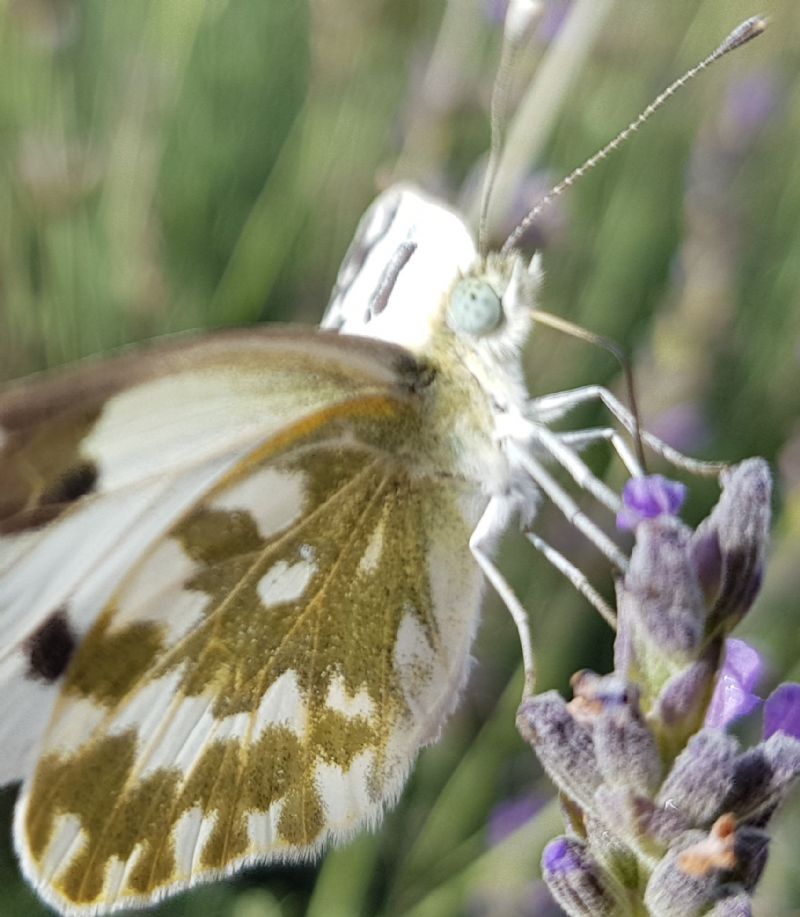 lepidottero da identificare