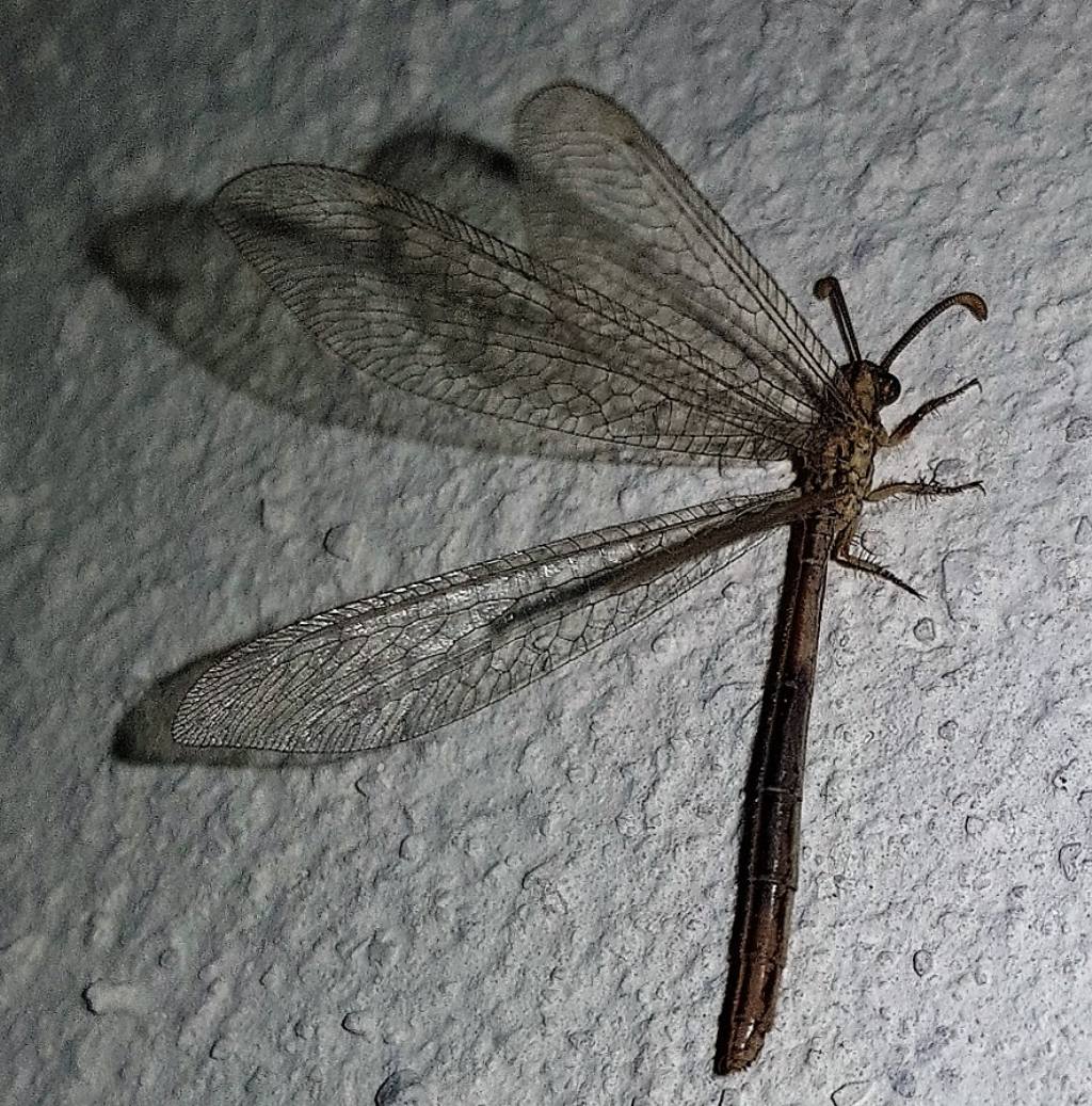 Myrmeleontidae: Macronemurus appendiculatus