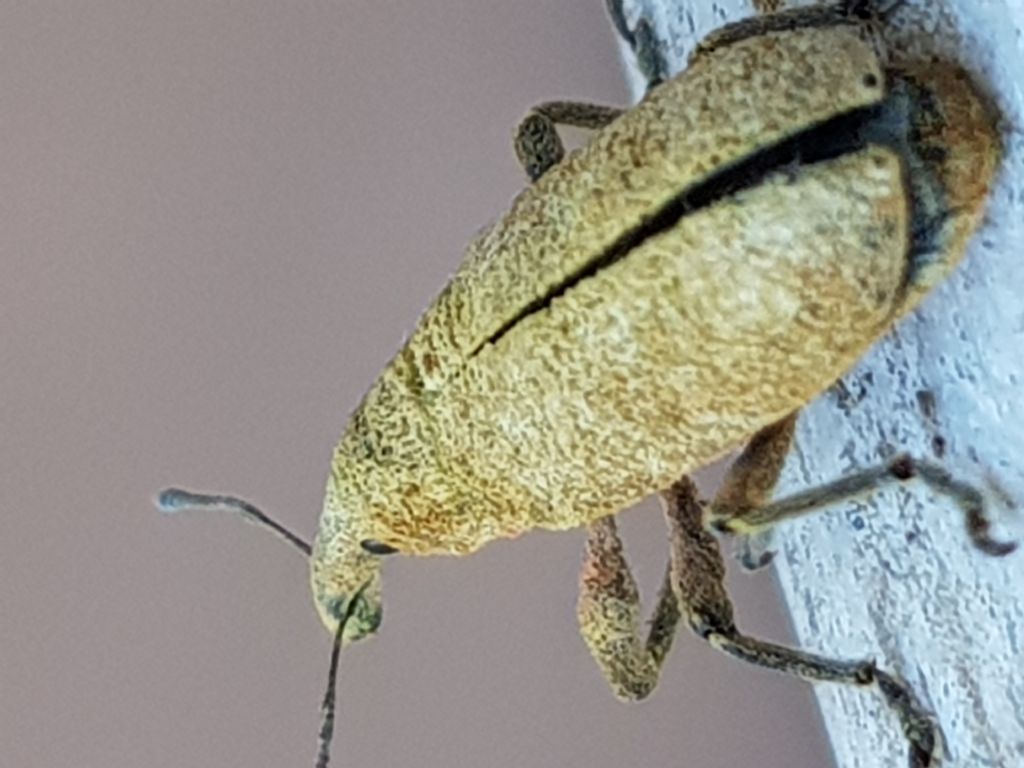 Curculionidae, Lixus sp.: Lixus (Dilixellus) pulverulentus