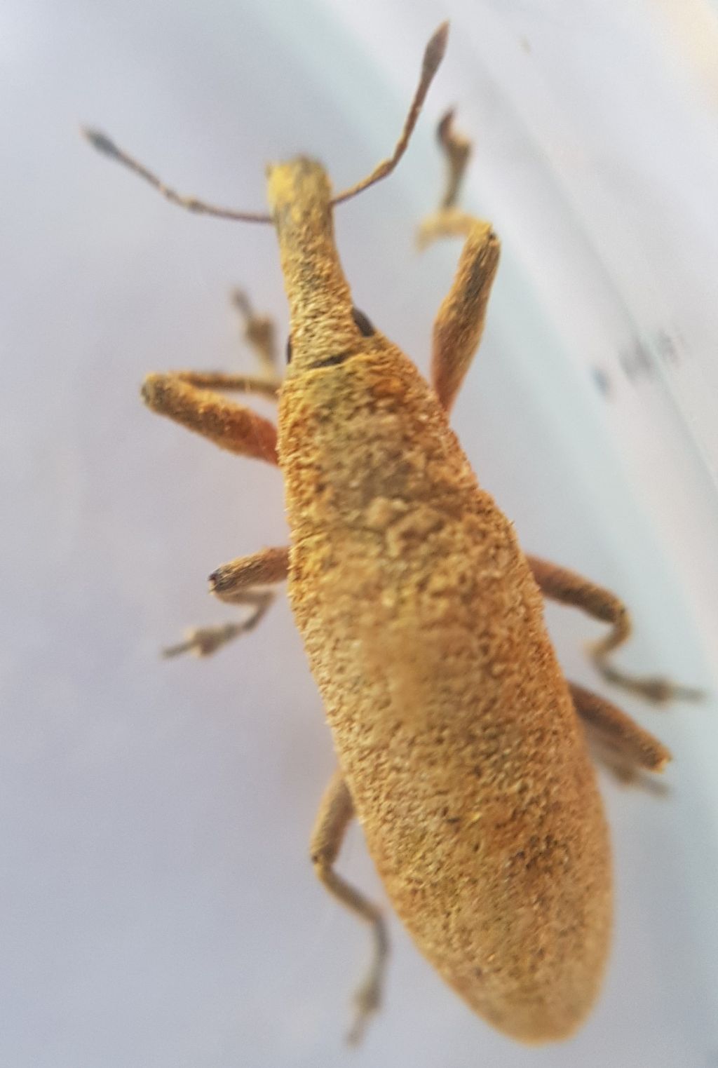 Curculionidae, Lixus sp.: Lixus (Dilixellus) pulverulentus