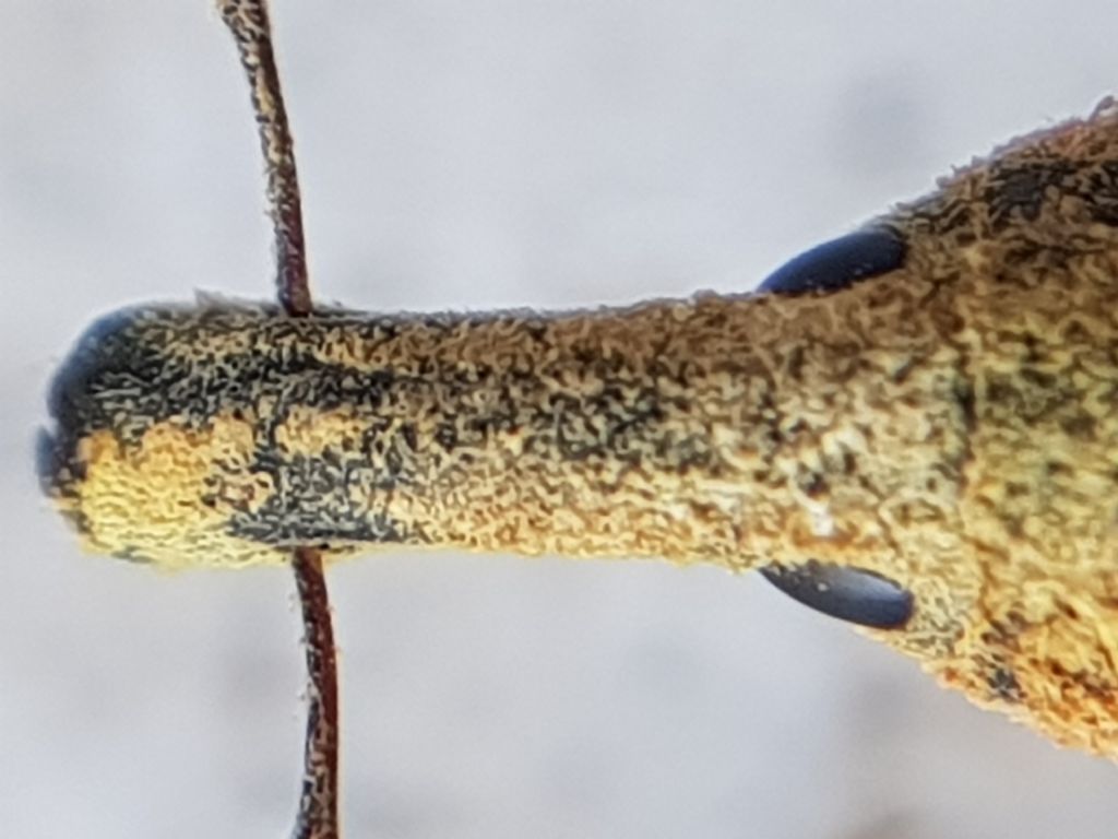 Curculionidae, Lixus sp.: Lixus (Dilixellus) pulverulentus