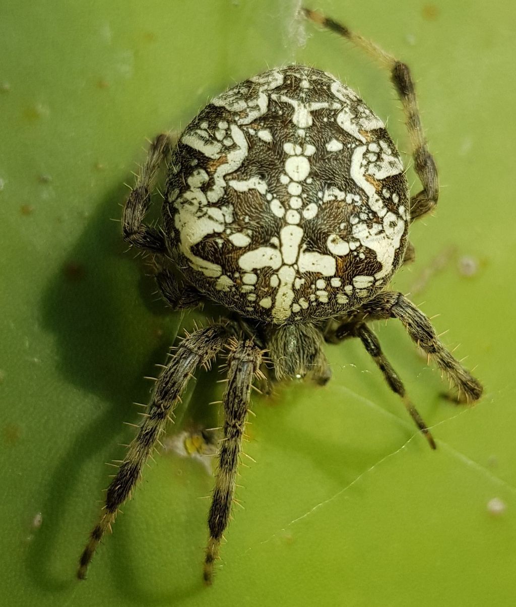 Aranaeus diadematus - Pantelleria