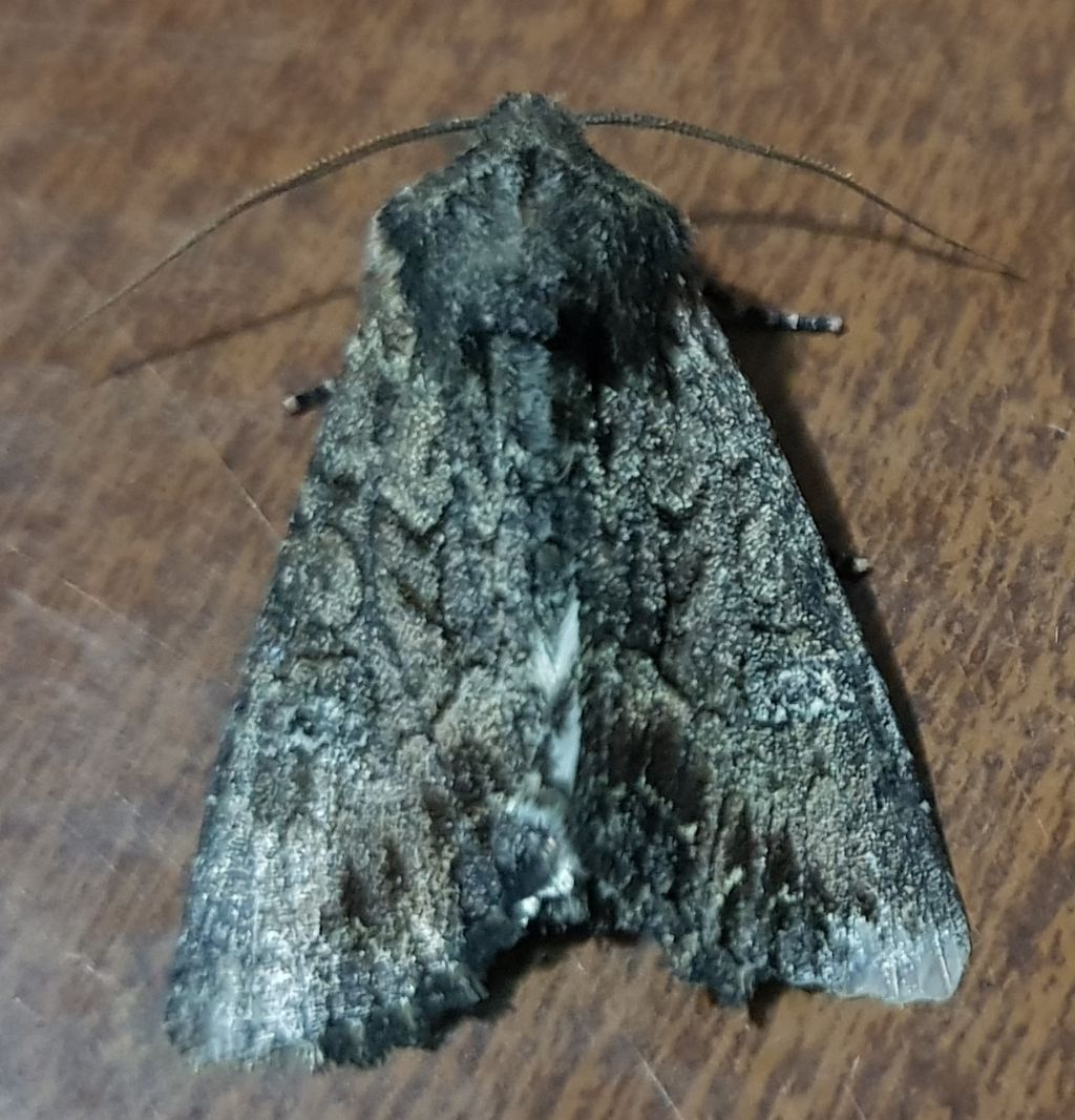 Mniotype cfr. solieri - Noctuidae