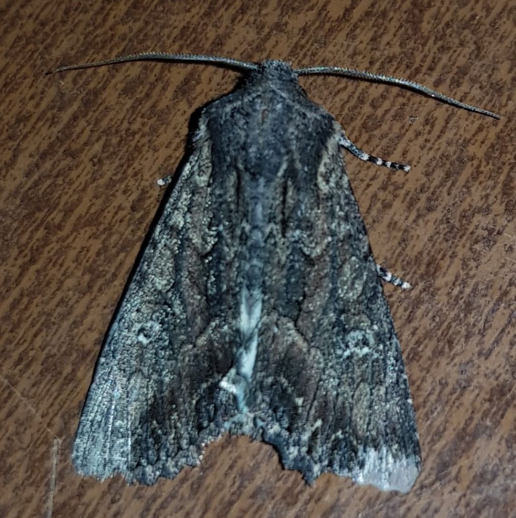 Mniotype cfr. solieri - Noctuidae