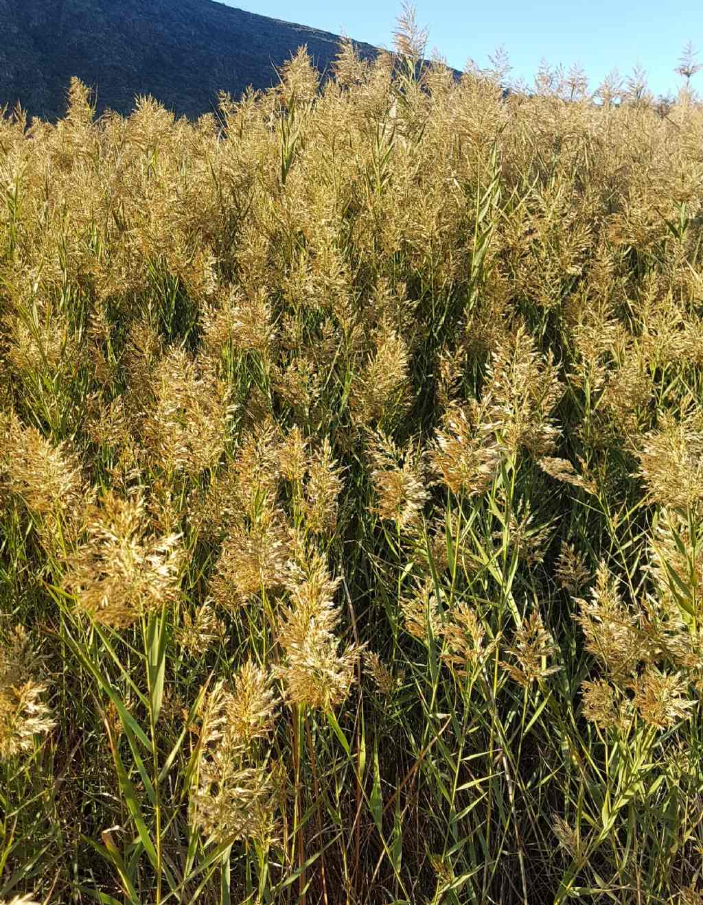 Typha angustifolia?   No, Phragmites australis