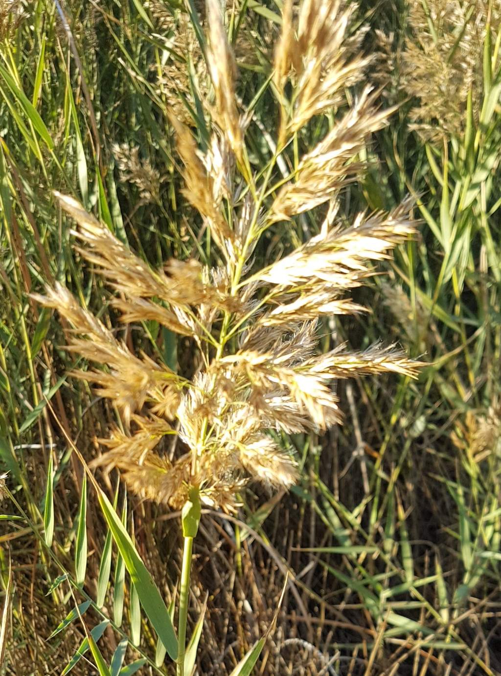 Typha angustifolia?   No, Phragmites australis