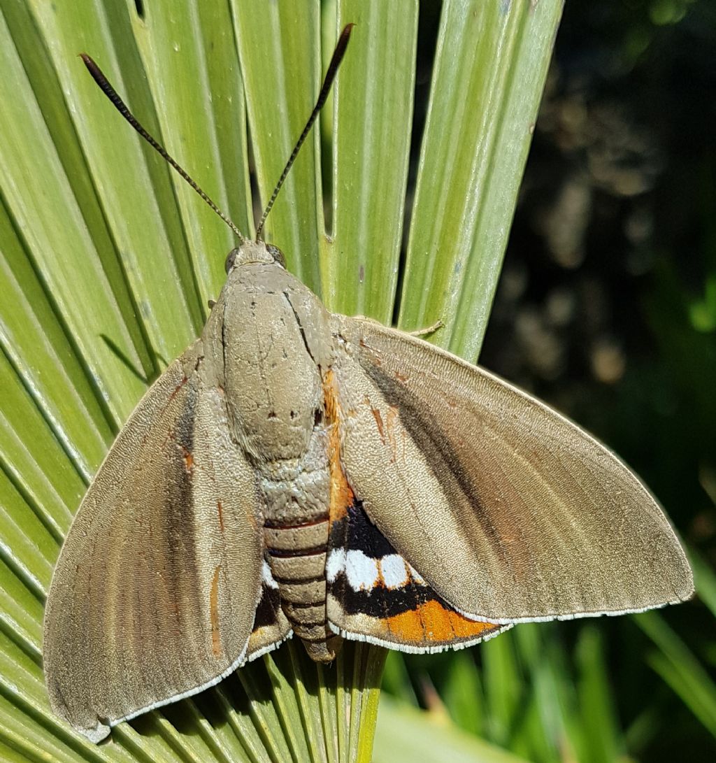 Lepidoptera da identificare: Paysandisia archon - Castniidae