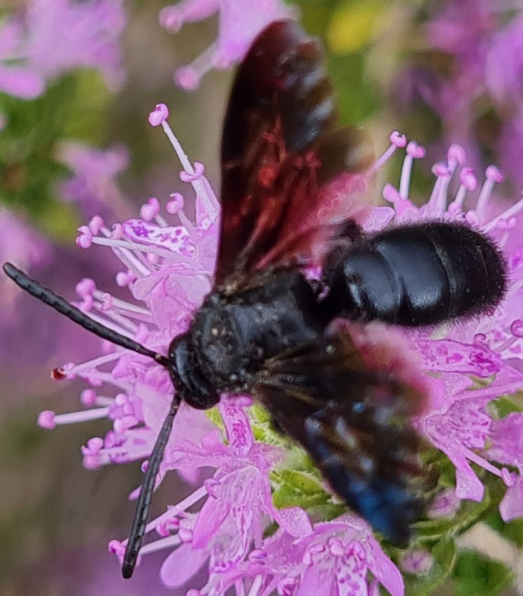 Scolia carbonaria (Scoliidae)