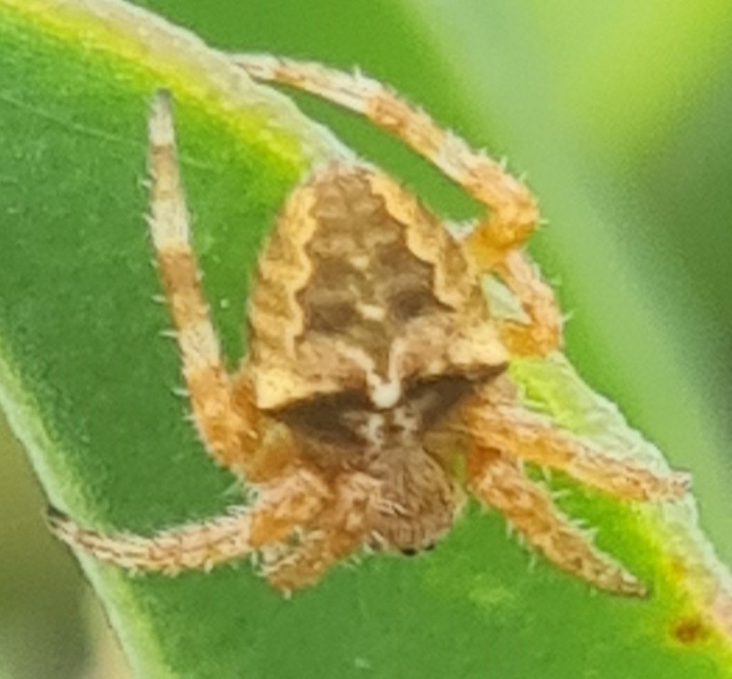 Giovane Araneus angulatus