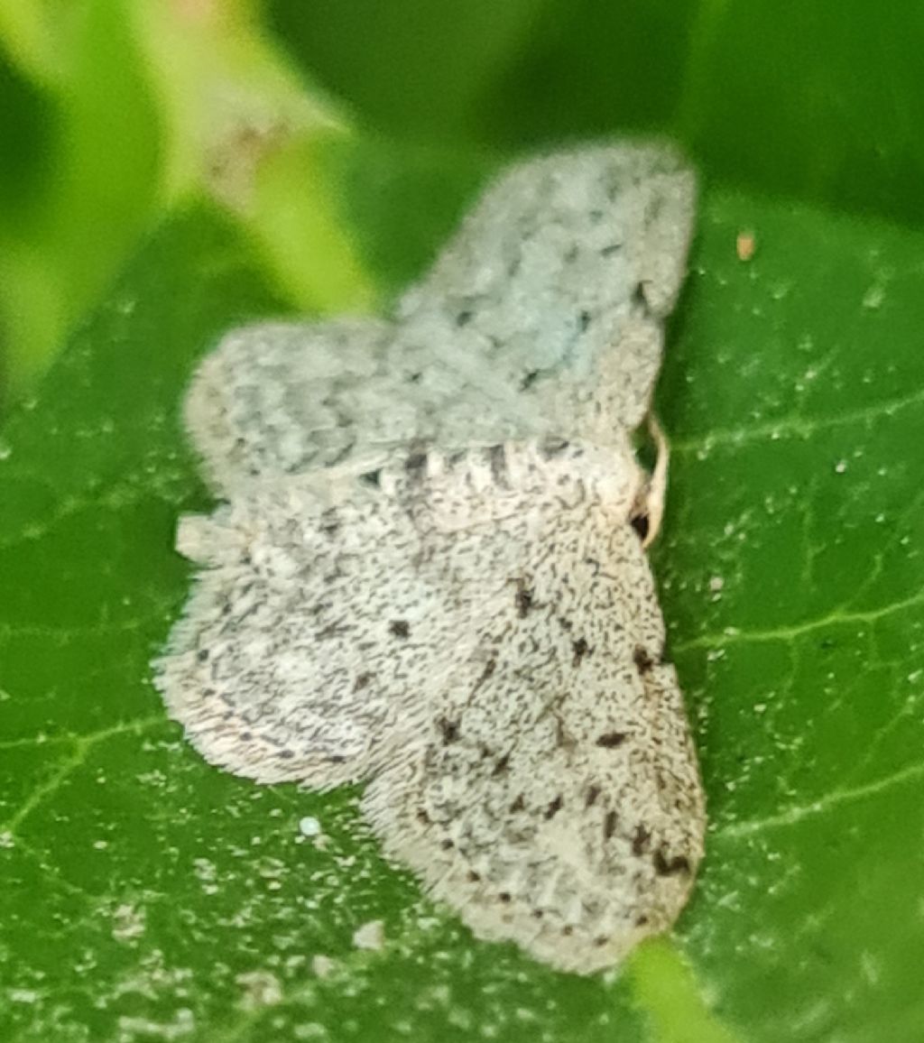 lepidoptera da identificare
