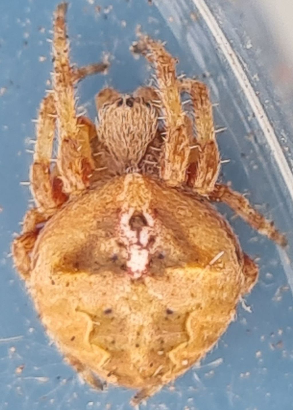 Giovane Araneus angulatus