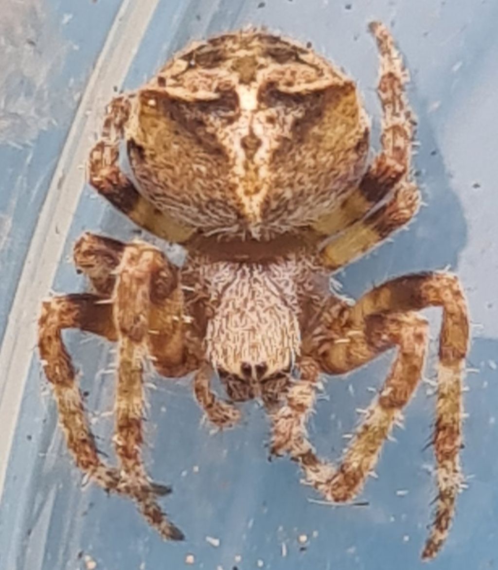 Giovane Araneus angulatus