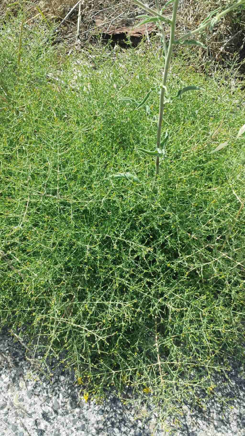 Hypericum triquetrifolium