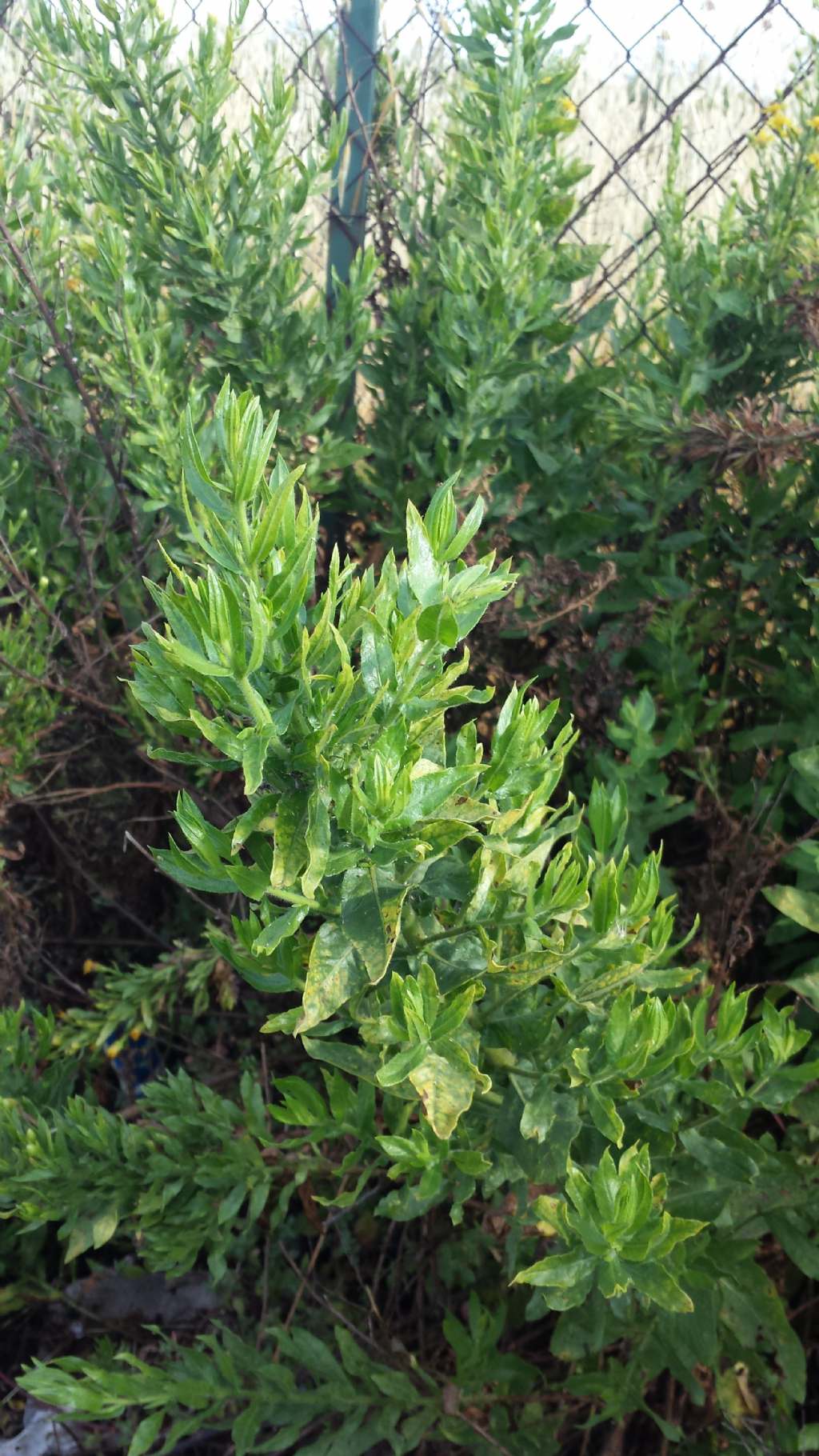 Dittrichia viscosa