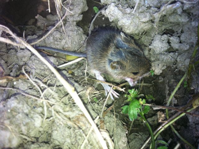 mini roditore da identificare: Apodemus sp.