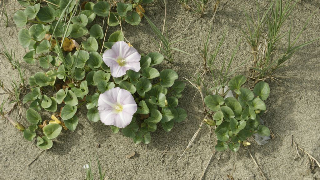 Convolvulus soldanella (=Calystegia soldanella) / Soldanella di mare