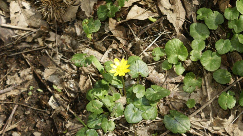 tapppeto--in castagneto - Ranunculus ficaria