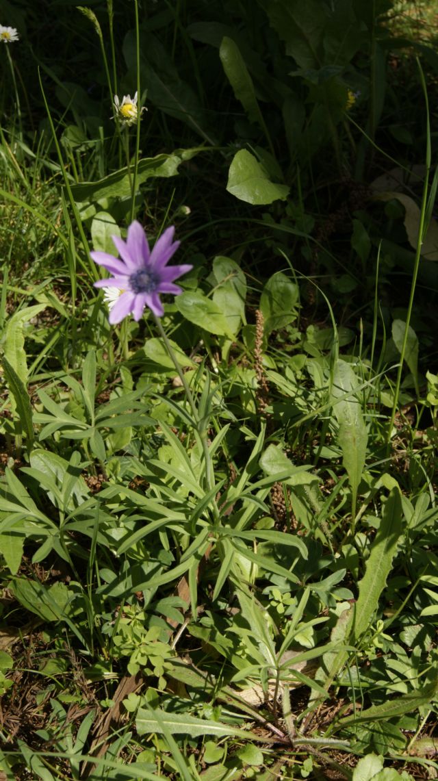 Anemone hortensis