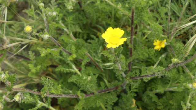 Cota tinctoria