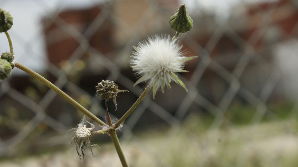 Sonchus sp.