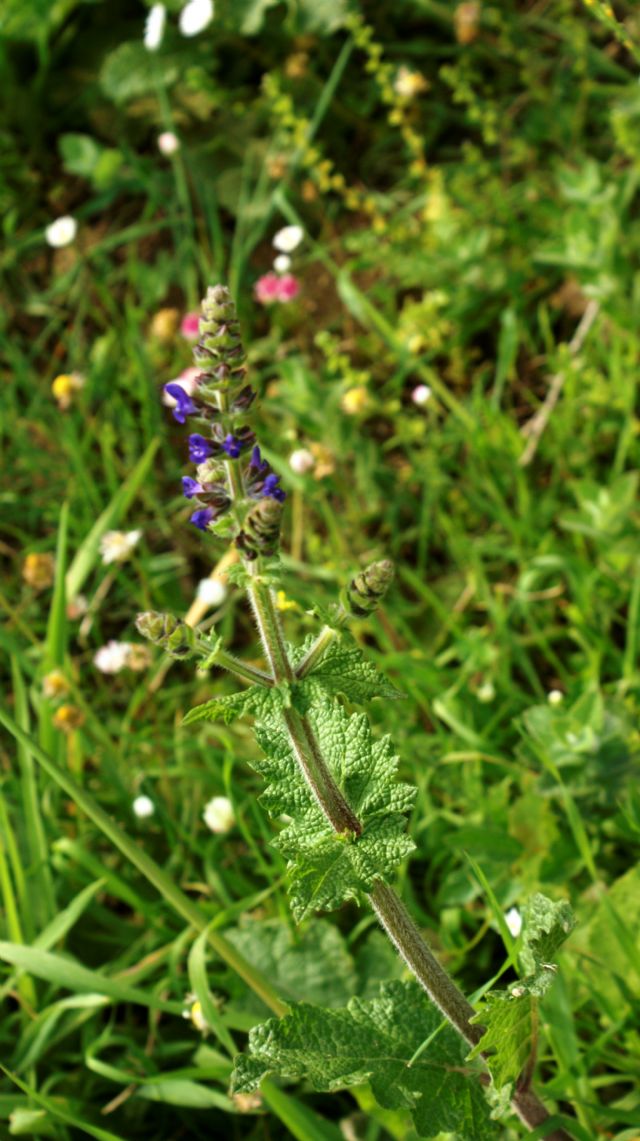 Salvia verbenaca