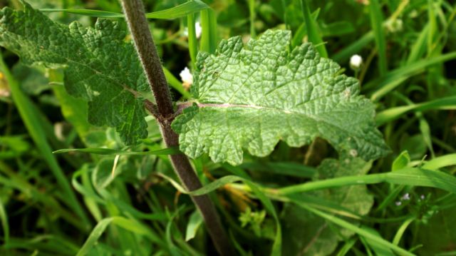 Salvia verbenaca