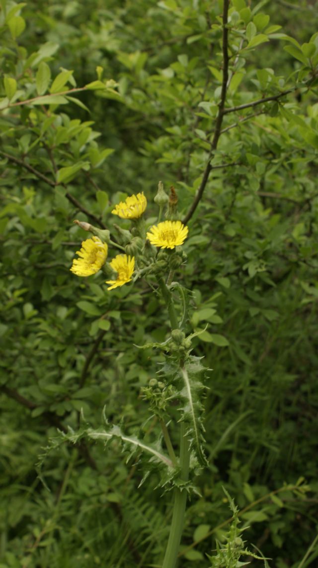 Sonchus sp.