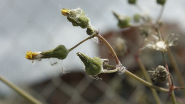 Sonchus sp.