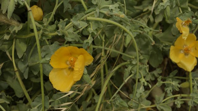 Glaucium flavum