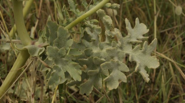 Glaucium flavum