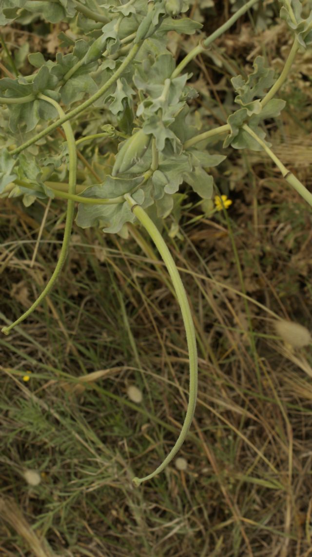 Glaucium flavum