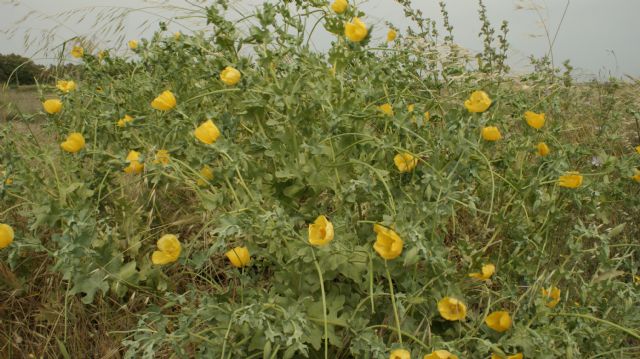 Glaucium flavum