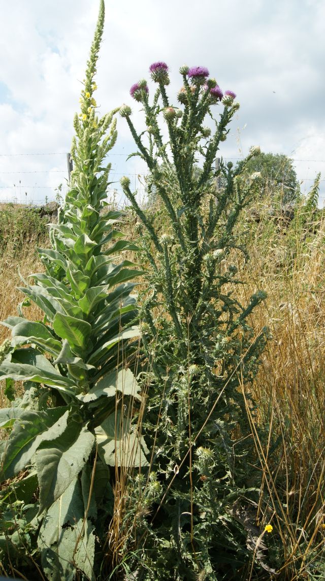 piante in simbiosi