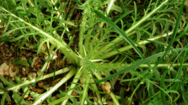 Centaurea calcitrapa