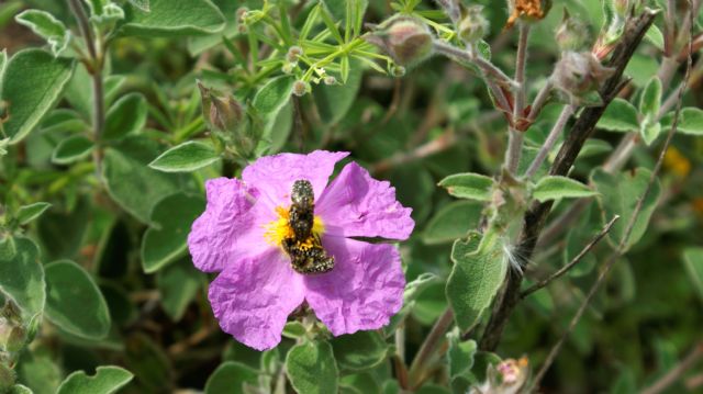 Cistus creticus subsp. eriocephalus