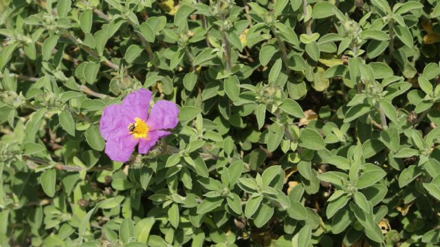 Cistus creticus subsp. eriocephalus